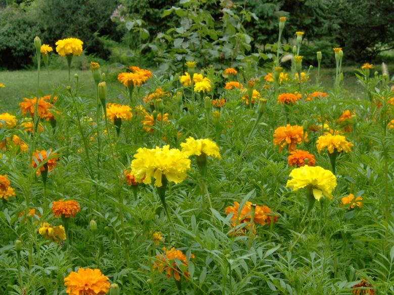 Free stock image of Garden Flowers created by alexandra