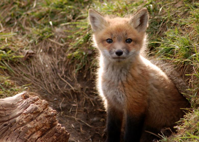 Free stock image of Brighton Foxes II created by melissa mackey