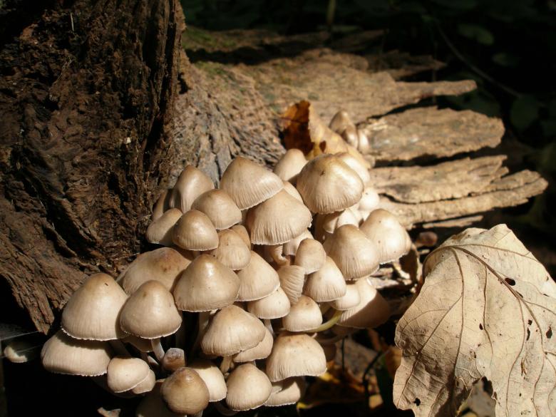 Free stock image of Mushroom Colony created by jennifer hupe