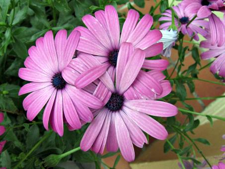 Purple Flowers - Free Stock Photo