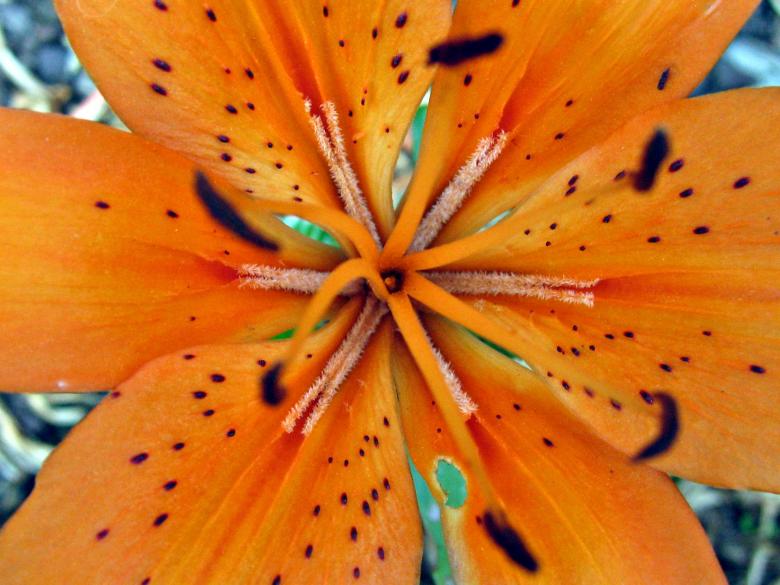 Free stock image of Orange Flower created by Bent Arvesen