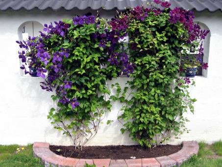 Purple Flowers