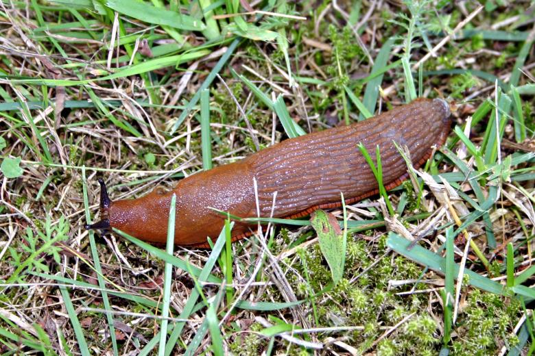 Free stock image of Slug created by Bjorgvin
