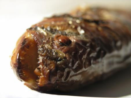 Dead fish - Free Stock Photo