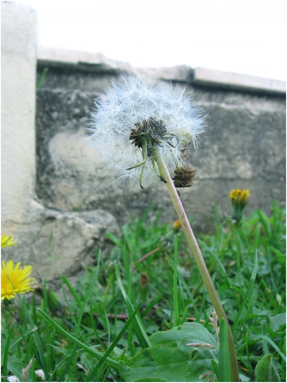 Free stock image of Fragile created by gon
