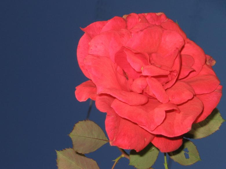 Free stock image of Roses are red... created by emily bowman