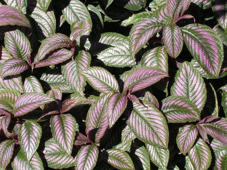 Free stock image of Pretty Plants created by jennifer hupe