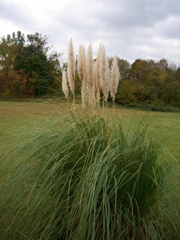 Free stock image of Cattails in the field created by michael million