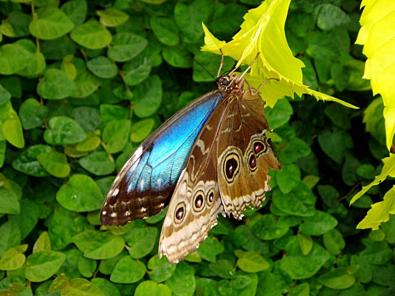 Free stock image of Hidden Beauty created by cole kelley