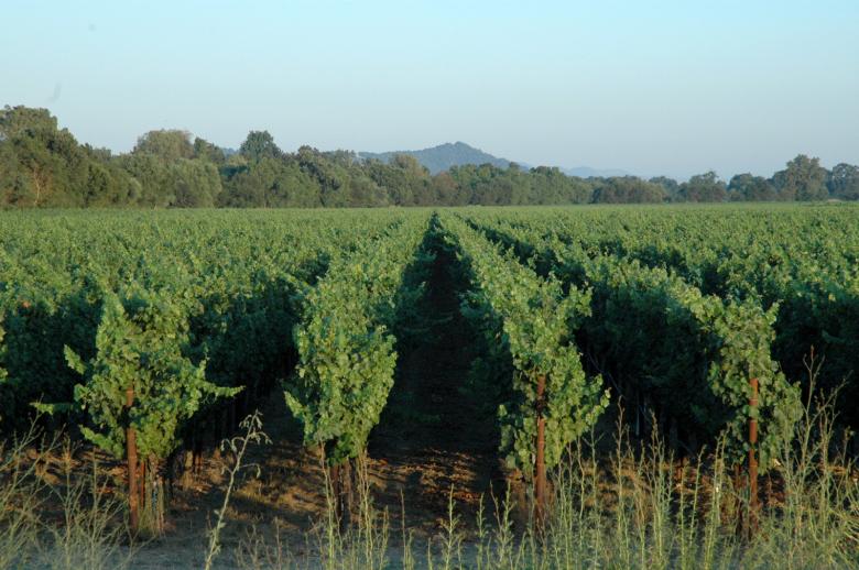 Free stock image of Napa 1 created by jon liu