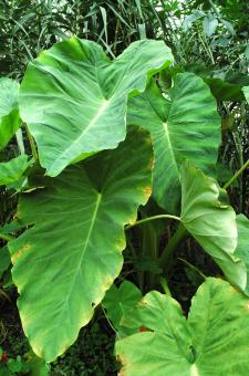 Leaf - Free Stock Photo