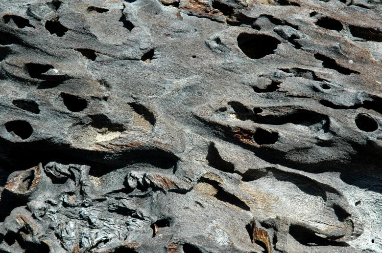 Free stock image of Bark created by jon liu