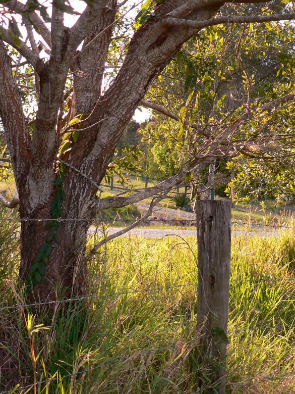 Free stock image of Ironwood created by chloe briggs