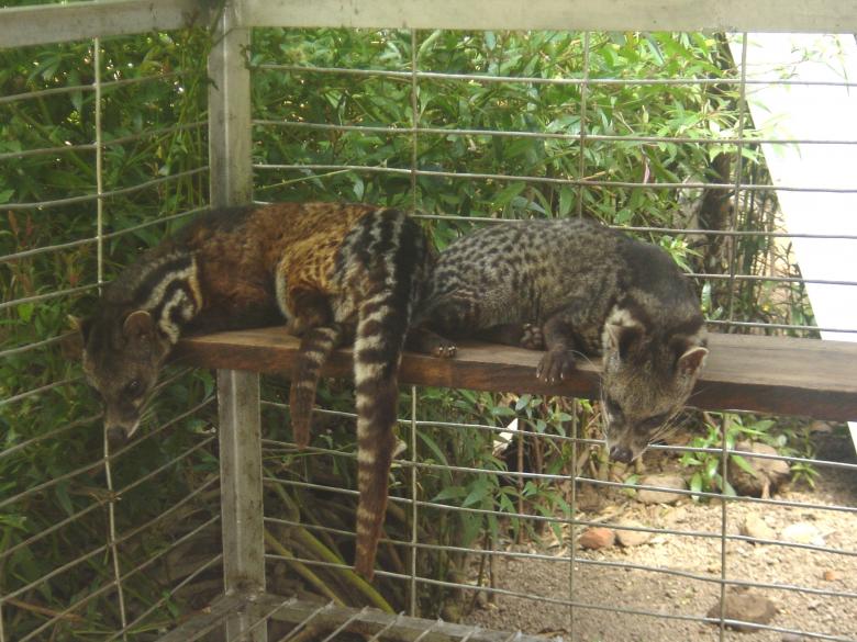 Free stock image of Musang malas created by joy elly tulung