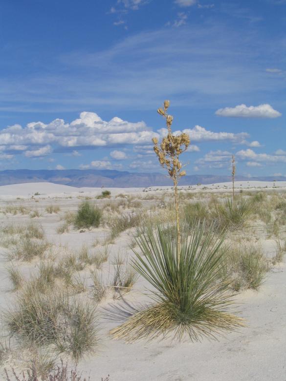 Free stock image of Almagordo created by mary culwell