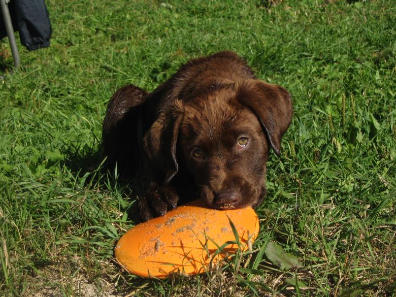 Free stock image of Bailey created by brandy carpenter