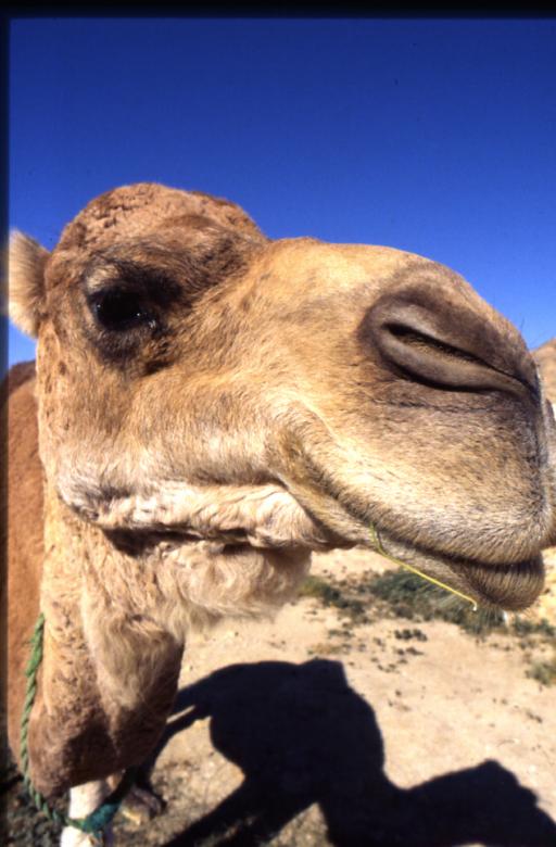 Free stock image of Desert friend created by bruno deroose