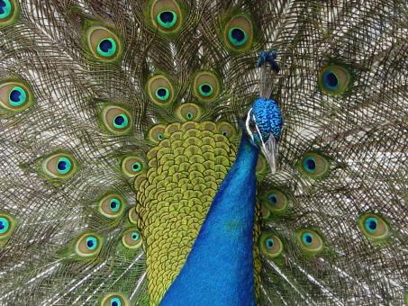 Peacock - Free Stock Photo