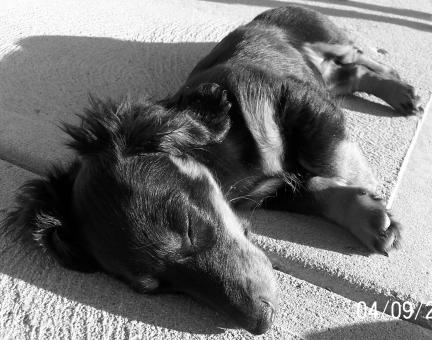 Let sleeping dogs lie - Free Stock Photo