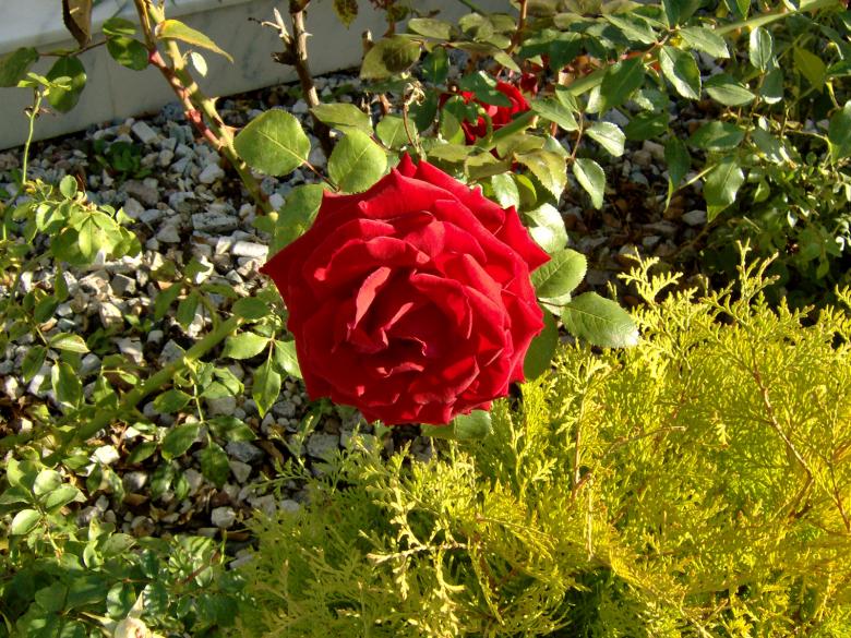 Free stock image of Red Rose created by alexandra