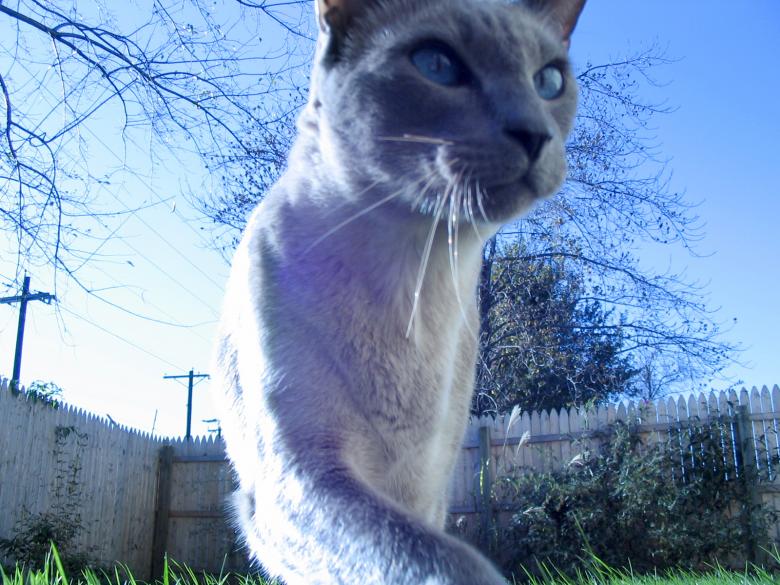 Free stock image of More Blue Cat created by john holbrook
