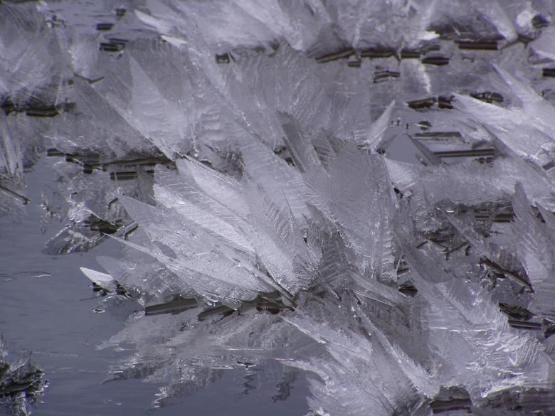 Free stock image of Leeves of ice created by hilmar p