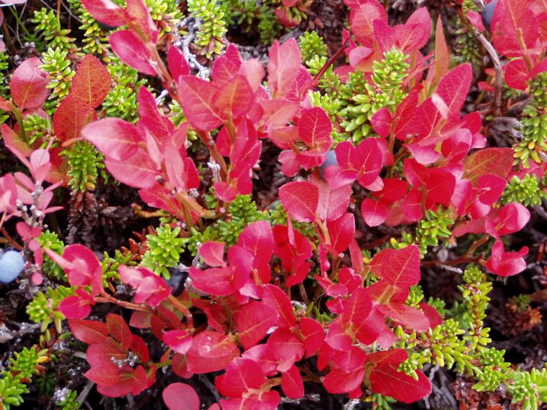 Free stock image of Autum leevs created by hilmar p