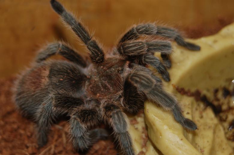 Free stock image of Rose The Tarantula created by nicole adams