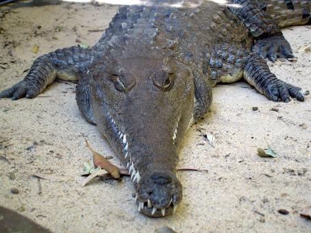 Crocodile