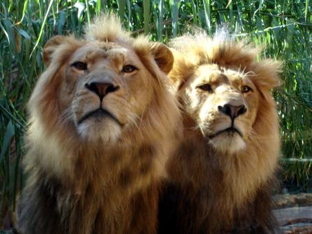 LION - Free Stock Photo