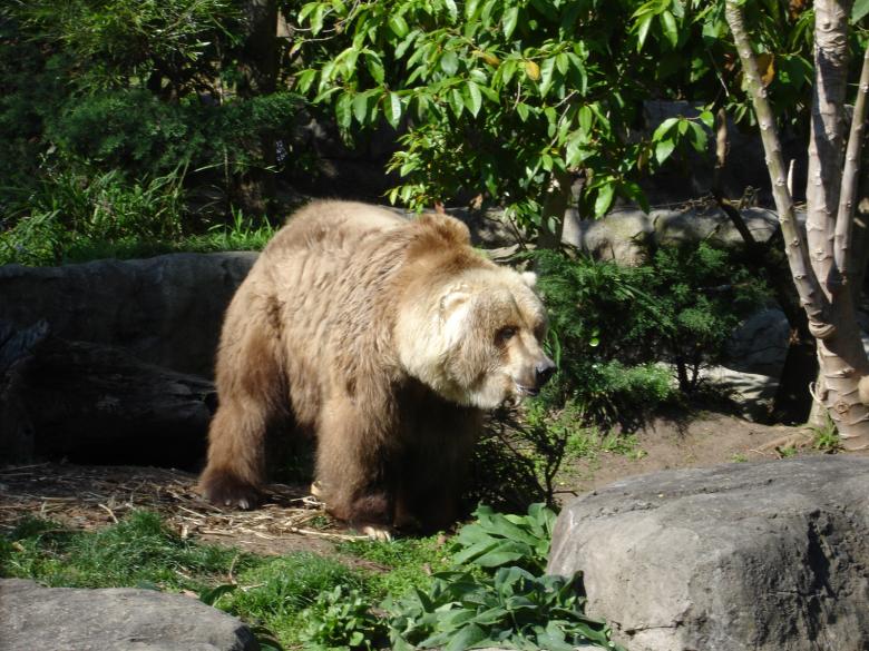 Free stock image of Wild Bear created by Osama Hasan Khan