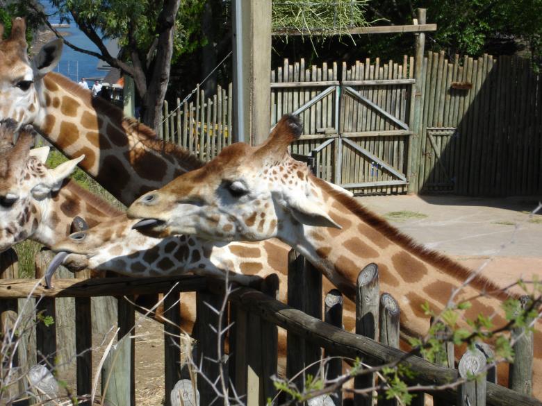 Free stock image of Giraffe created by Osama Hasan Khan