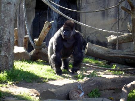 Free Stock Photo of Gorilla