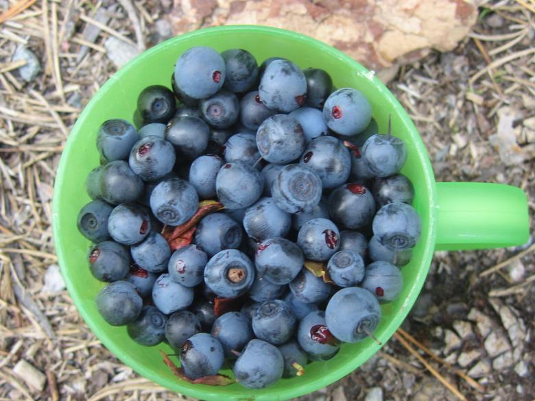 Free stock image of Blueberry in cup created by Bent Arvesen