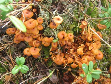 Mushrooms