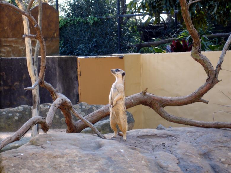 Free stock image of Meerkat created by Osama Hasan Khan