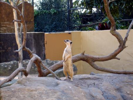 Meerkat