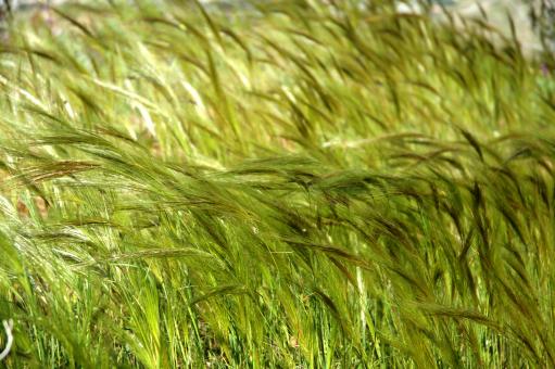 Free Stock Photo of Grass