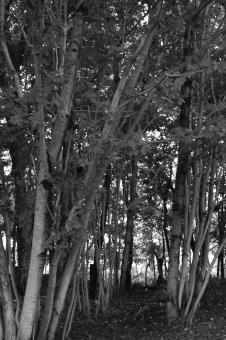 Trees - Free Stock Photo