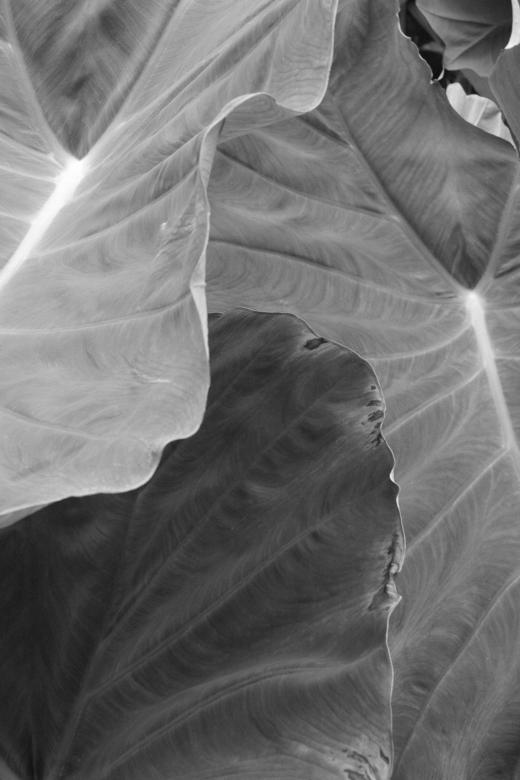Free stock image of BW Leaves up close created by jon liu
