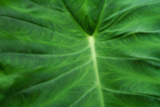 Free Stock Photo of Leaf heart