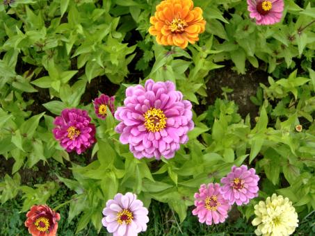Zinnia Elegans - Free Stock Photo