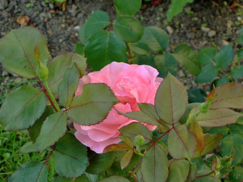 Free stock image of Hidden Beauty created by alexandra