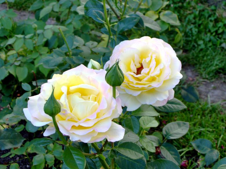 Free stock image of White Twins created by alexandra