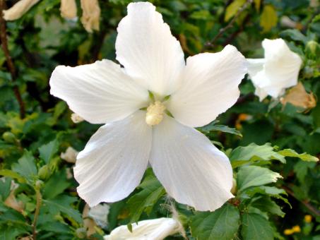 White Flower - Free Stock Photo