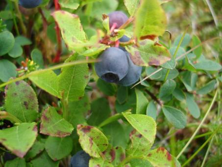 Little blueberry - Free Stock Photo