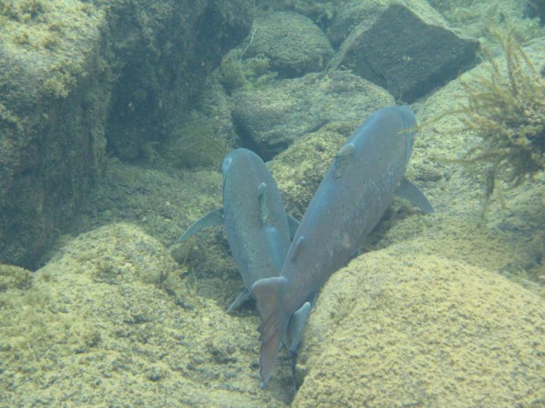 Free stock image of Salmonlovers created by hilmar p