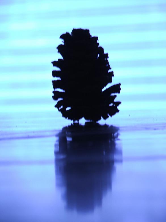 Free stock image of Pine cone silhouette created by Heather Elaine Kitchen