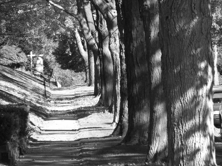 Free stock image of Trees black and white created by Heather Elaine Kitchen