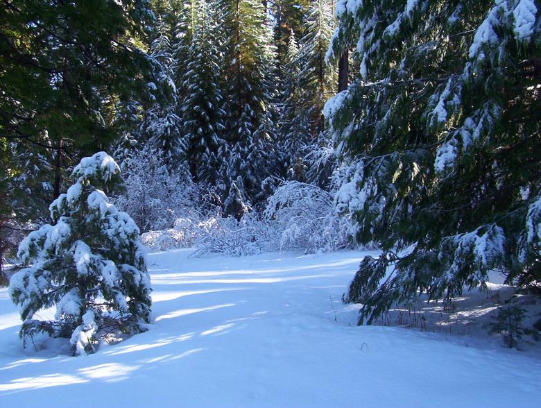 Free stock image of Snow Covered Trees created by christelle rittener